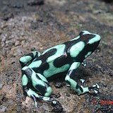 black and green dart frog